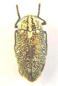 Julodis sp.