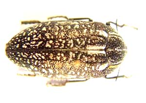 Julodis angolensis. 