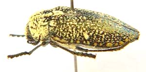 Julodis sp.