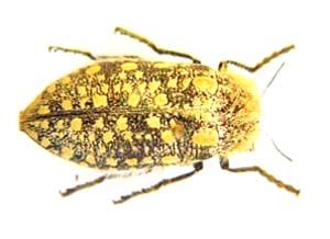 Julodis mitifica. Boheman