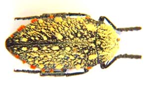 Julodis hirsuta hirsuta