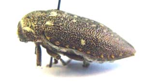 Julodis subbrevicollis. Thery.