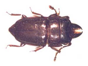 Nitidulidae sp.