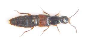 Staphylinus sp.