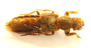 Staphylinus sp.