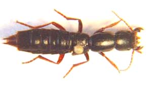 Staphylinus sp.