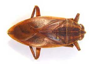  Lethocerus  niloticus.  Nepidae.