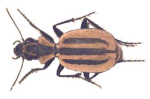 Graphipterus sp.