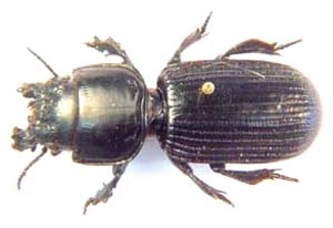 Passalidius sp.