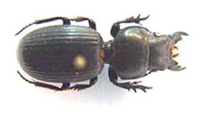 Scaritinae sp.