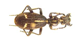 Carabidae sp