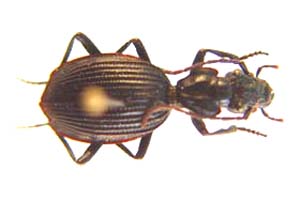 Gonogenia sp