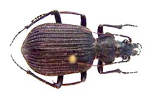 Calosoma sp. 