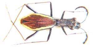 Dromica sp.