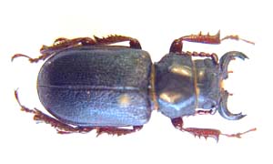 Cantharocnemis spondyloides.