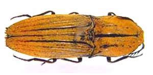 Click Beetle sp.