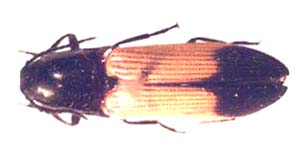 Elateridae sp.