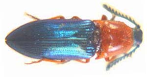 Elateridae sp.