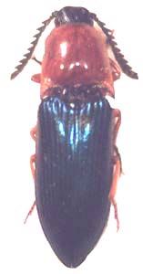 Elateridae sp.