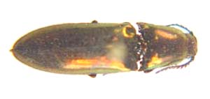 Elateridae sp.