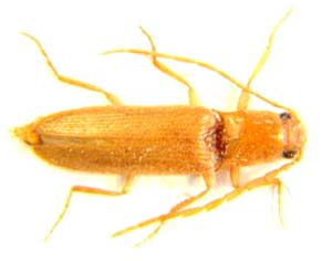 Elateridae sp.