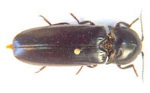 Elateridae sp.