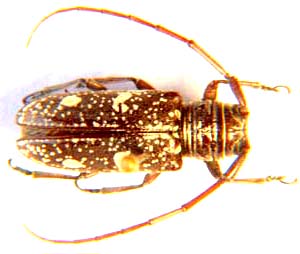 Prosopocera sp.