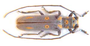 Prosopocera Wahlbergi.  Aurivillius.