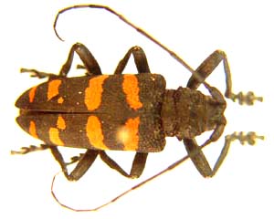 Ceroplesis capensis