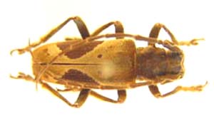 Baraeus Taeniolatus