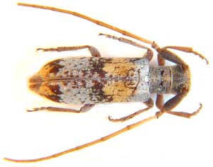 Cerambycidae sp.