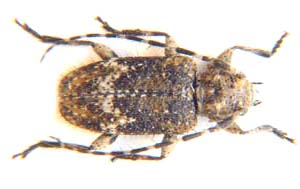 Cerambycidae sp.