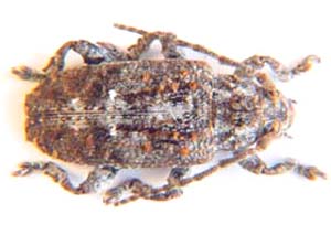 Cerambycidae sp.