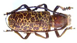 Cerambycidae sp.