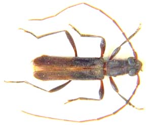 Cerambycidae sp.