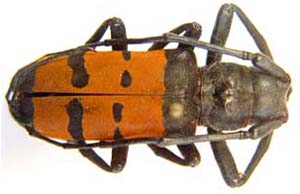 Analeptes trifasciata.