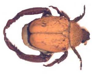 Hopliini sp.