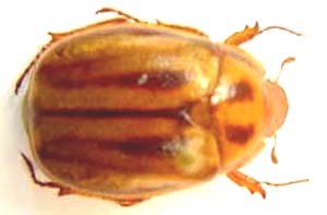 Ruteline sp.