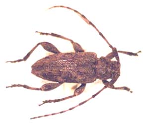 Cerambycidae sp.