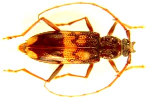 Photacantha semipunctata