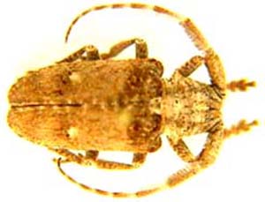 Crossotus stypticus