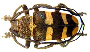 Ceroplesis. sp.