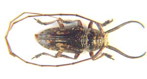 Chariesthes bicornutus kenyana