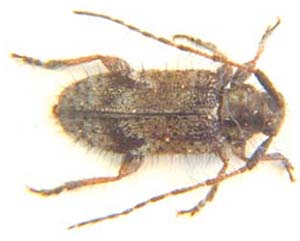 Exocentrus interruptefasciatus.