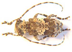 Lasiopezus sp.