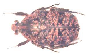 Niphetophora hildebrandti