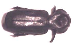 Lecanoderus incisus. Per.