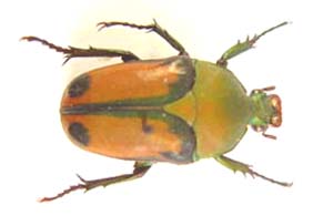 Eudicella trimeni 