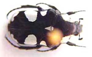 Discopeltis tricolor