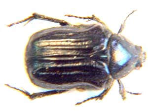 Cetonia. sp